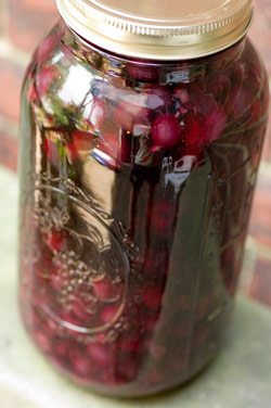 Infused Blueberry Vodka